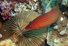 Pseudocheilinus octotaenia