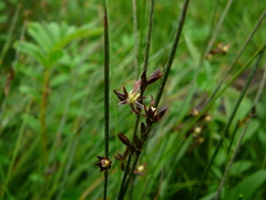 Juncus arcticus