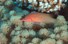 Pseudocheilinus octotaenia