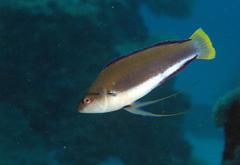 Cirrhilabrus punctatus