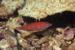 Pseudocheilinus evanidus