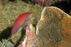 Pseudocheilinus evanidus