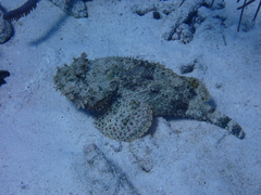 Spotted scorpionfish