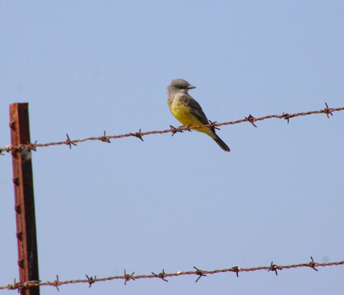 iNaturalist observation photo of Cassin's Kingbird