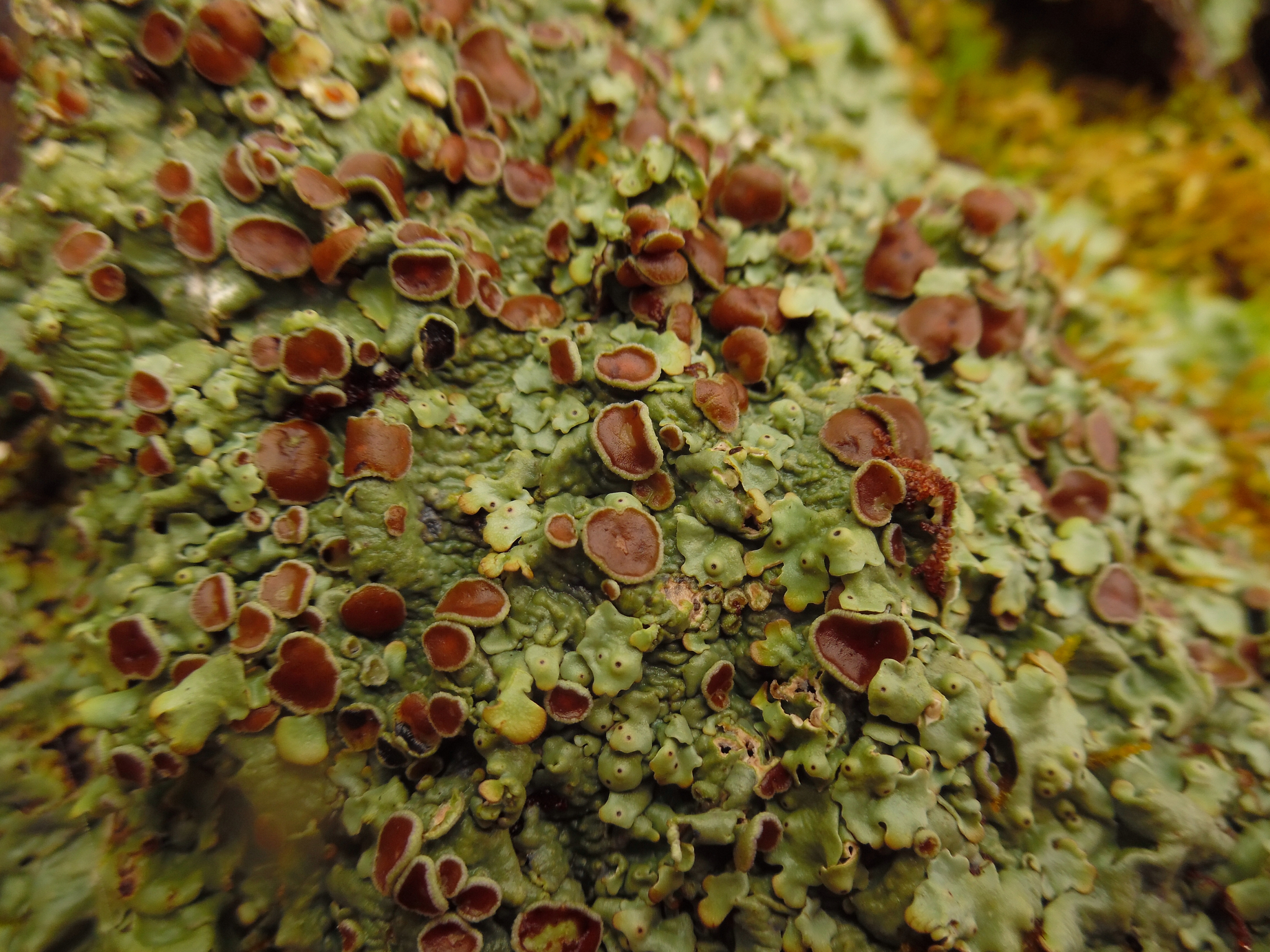 Lobaria quercizans image