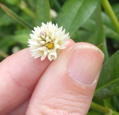 Alternanthera philoxeroides