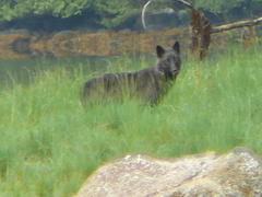 Canis lupus crassodon
