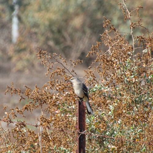 iNaturalist observation photo of Northern Mockingbird