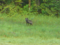 Canis lupus crassodon