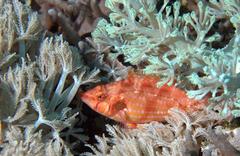 Pteragogus enneacanthus