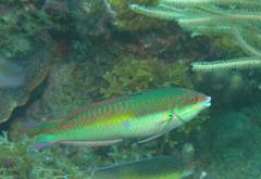 Halichoeres maculipinna