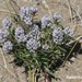 Polygala cyparissias - Photo (c) Roberto Guller, some rights reserved (CC BY-NC-ND), uploaded by Roberto Guller