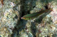 Halichoeres maculipinna