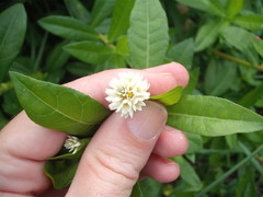 Alternanthera philoxeroides