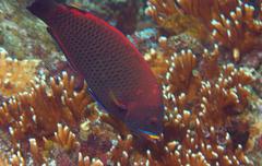 Pseudodax moluccanus