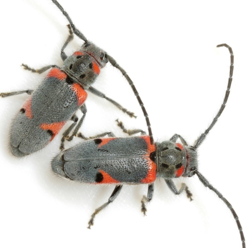 Tetraopes discoideus LeConte, 1858