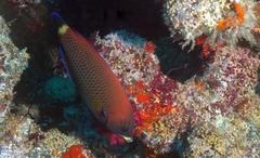 Pseudodax moluccanus