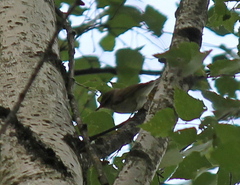 Phylloscopus trochiloides