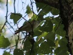 Phylloscopus trochiloides