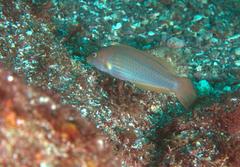 Halichoeres dispilus