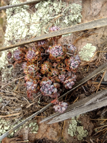 Graptopetalum pachyphyllum