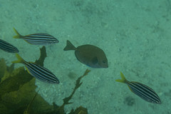 Prionurus maculatus