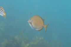 Prionurus maculatus