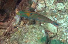 Halichoeres dispilus