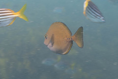 Prionurus maculatus