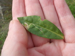 Liriomyza chenopodii