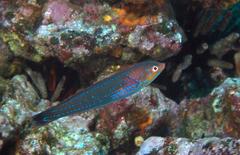 Halichoeres dispilus