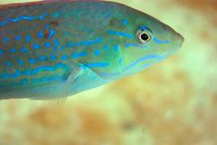 Halichoeres dispilus