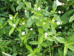 Alternanthera philoxeroides