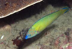 Halichoeres leucurus