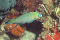 Halichoeres leucurus