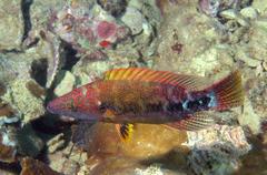 Oxycheilinus celebicus