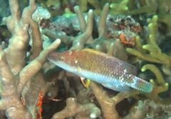 Oxycheilinus celebicus