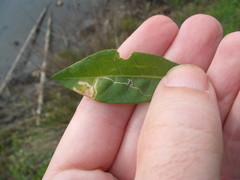 Liriomyza chenopodii