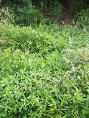 Alternanthera philoxeroides