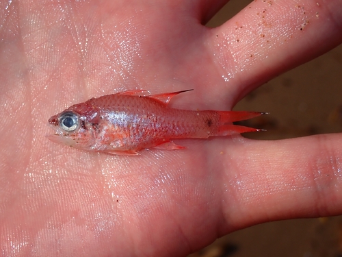 Apogon imberbis