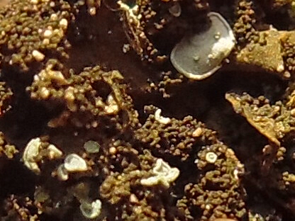 Normandina pulchella image