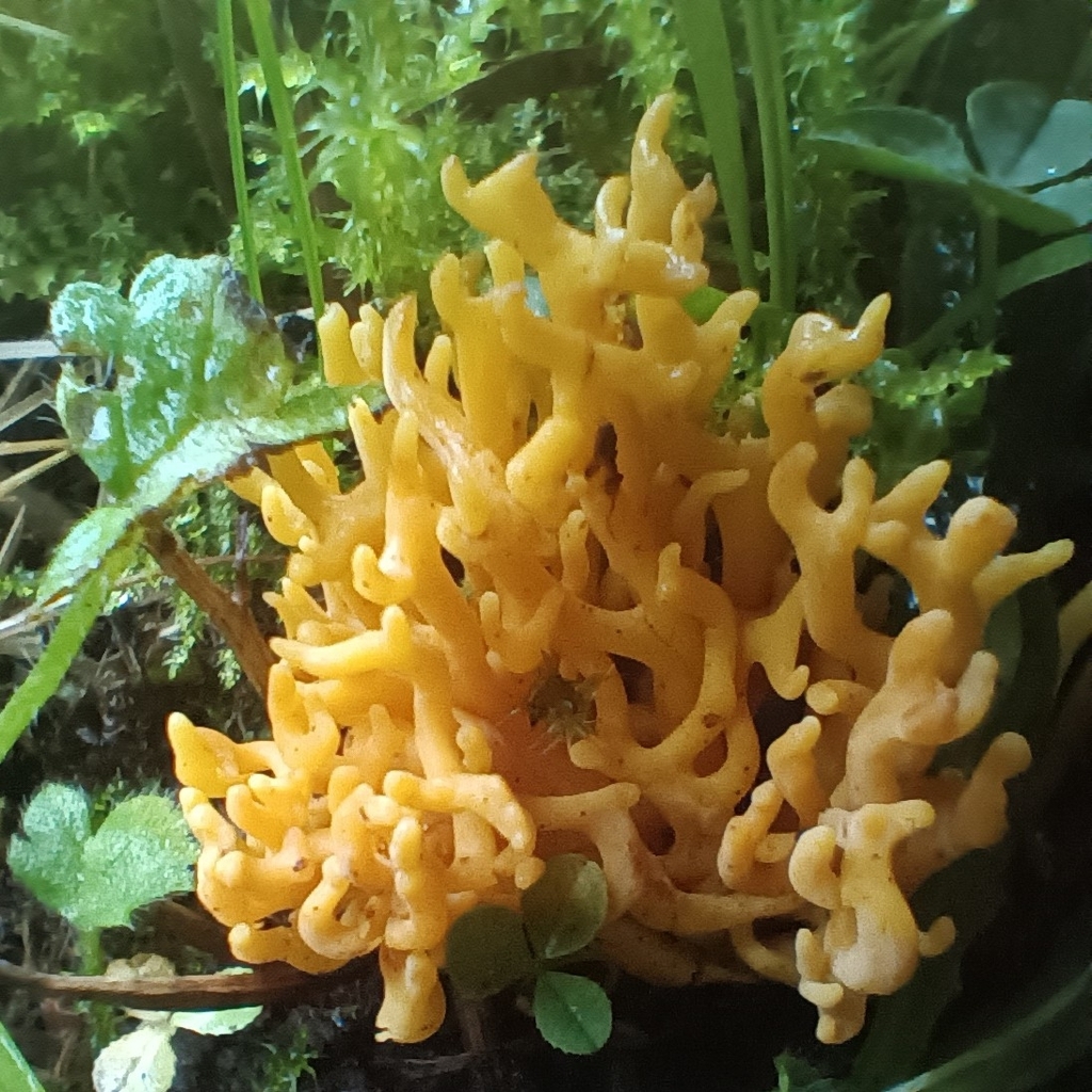 Clavulinopsis corniculata · November 2025 · photo: © considerthelilies (iNaturalist, cc-by)