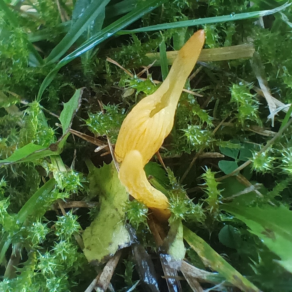 Clavulinopsis helvola · November 2025 · photo: © considerthelilies (iNaturalist, cc-by)
