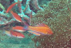 Paracheilinus paineorum