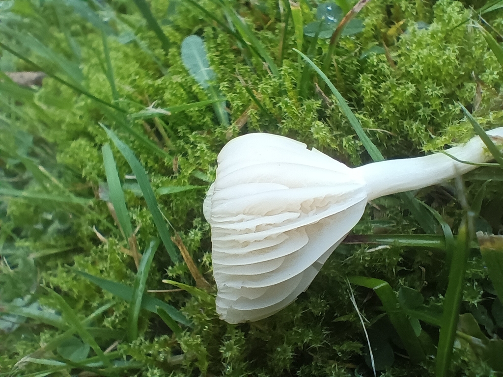Cuphophyllus virgineus · November 2025 · photo: © considerthelilies (iNaturalist, cc-by)
