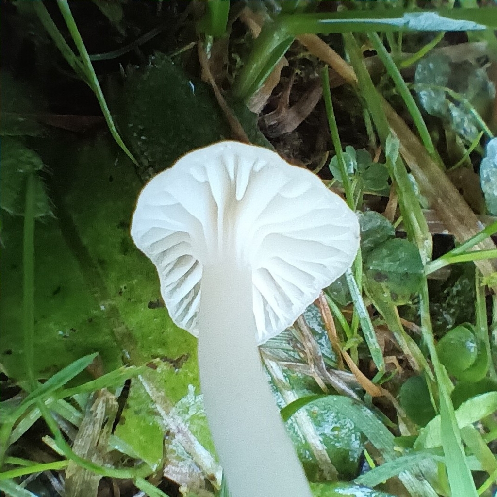 Cuphophyllus virgineus · November 2025 · photo: © considerthelilies (iNaturalist, cc-by)