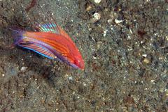 Paracheilinus paineorum