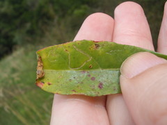 Liriomyza chenopodii