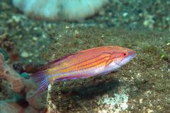 Paracheilinus paineorum