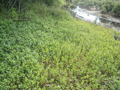 Alternanthera philoxeroides